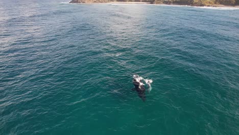 Humpback-Whales,-Mother-and-Calf,-by-the-coast,-Australia---Aerial