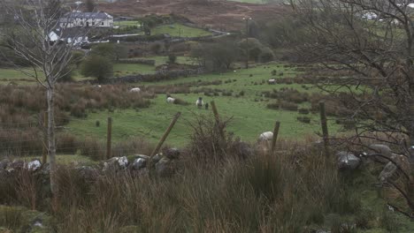 Sheep-in-Pasture-in-the-Highlands-of-Ireland