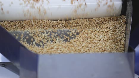 Close-up-scene,-best-quality-peanut-kernels-are-being-crushed-into-a-conveyor-belt-in-a-peanut-butter-factory-and-the-waste-is-being-removed-by-workers