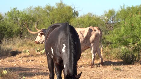 Horse-walking-within-longhorn-herd