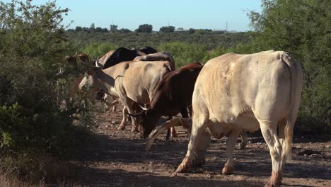 longhorns-grazing-in-a-herd