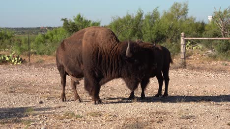 huge-bison-bull-eating-with-herd