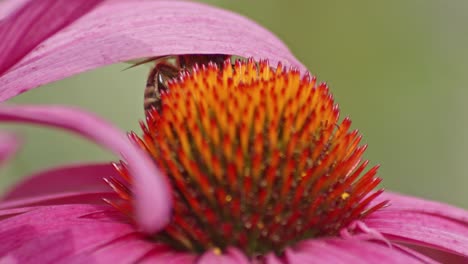 Extreme-Makroaufnahme-Einer-Wildbiene,-Die-Sich-Unter-Einem-Blütenblatt-Auf-Einem-Orangefarbenen-Sonnenhut-Versteckt