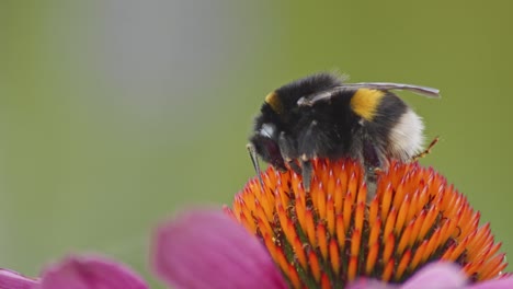 A-macro-close-up-shot-of-a-bumblebee-waking-up-from-sleep-on-an-orange-coneflower