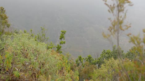 Tenerife-island-woodland-valley-covered-in-fog,-tilt-up-view