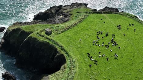 Irlands-Küste-Rinder-Grasen-Auf-Einer-Exponierten-Landzunge-An-Der-Kupferküste-Waterford