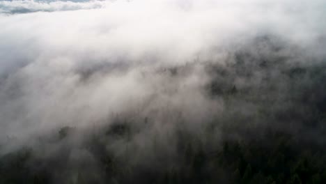 A-drone-shot-above-low-lying-clouds,-over-the-trees-of-Redwood-National-Forest-in-Northern-California,-USA