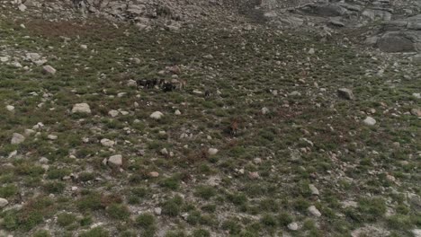 Mountains-goats-grazing-on-a-hillside