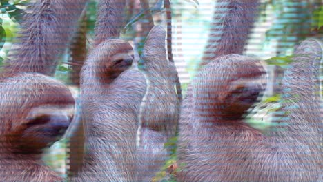trippy-sloths-grinching,-sloth-glitch,-smiling-sloth,-jungle-of-costa-rica,-three-sloths-in-a-three,-420-visual,-trippy-colors,-glitching