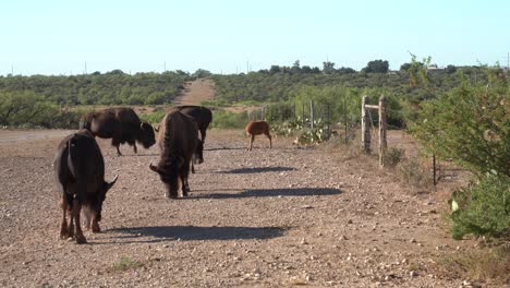 bison-calf-scratching-itself-in-herd