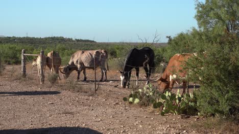 horse-eating-food-with-longhorn-herd