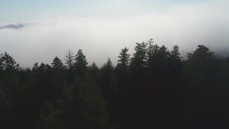Un-Dron-Disparado-Sobre-Nubes-Bajas,-Sobre-Los-árboles-Del-Bosque-Nacional-De-Secoyas-En-El-Norte-De-California,-Estados-Unidos