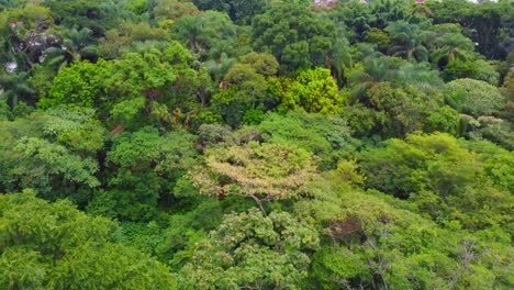 beautiful-aerial-view-with-drone-of-urban-forest-and-the-city-of-Cordoba,-Veracruz,-Mexico