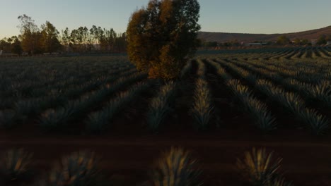Niedrige-Drohnenaufnahme,-Die-Reihen-Von-Agavenpflanzen-In-Einem-Agavenfeld-In-Mexiko-Bei-Sonnenuntergang-Zeigt