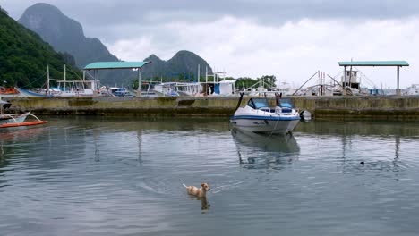 Dog-cooling-off-in-harbour-water-in-popular-tourism-destination-of-El-Nido-in-Palawan,-Philippines,-Southeast-Asia