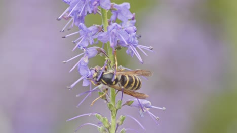 A-worker-wasp-collects-nectar-from-purple-lavender-flowers