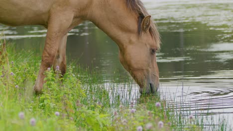 Wildes-Konik-Pferd-Trinkt-Wasser-Aus-Einem-Natürlichen-Teich