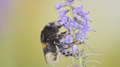 Extreme-Close-Up-Of-A-Bumblebee-Climbing-The-Tip-of-Lavender-Plant
