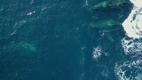 Pods-of-whales-swimming-across-the-blue-Pacific-ocean