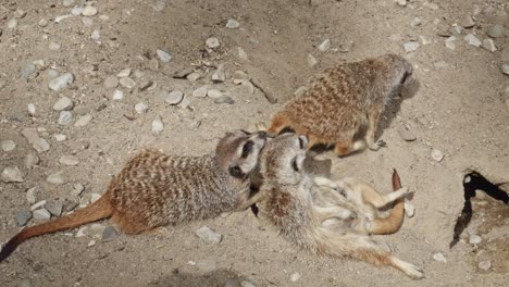 Two-adorable-meerkats-sleeping-together,-cuddled-up-closely