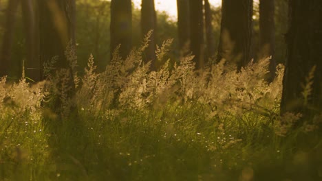 Grasfeld-Mit-Flauschigem-Unkraut-Im-Wald,-Statische-Hintergrundbeleuchtung-Bei-Sonnenuntergang