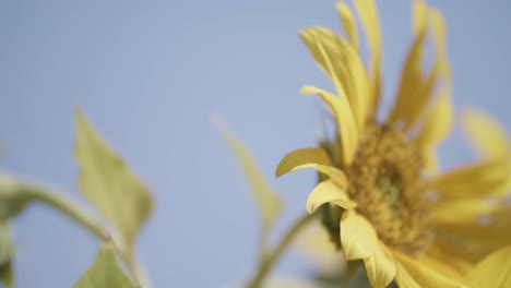 Nahaufnahme-Einer-Sonnenblume,-Bewegung-Im-Wind,-Filmische-Bokeh-Unschärfe,-Blauer-Himmelshintergrund,-Blühende-Sonnenblume,-Sonniges-Wetter,-Tagsüber