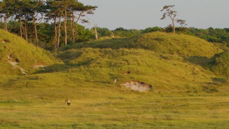 Herd-of-Deer-Walking-in-Forested-Dunes-and-Hilly-Grassland---Oranjezon