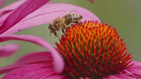 Wild-bee-takes-off-into-flight-after-Drinking-Nectar-On-orange-Coneflower