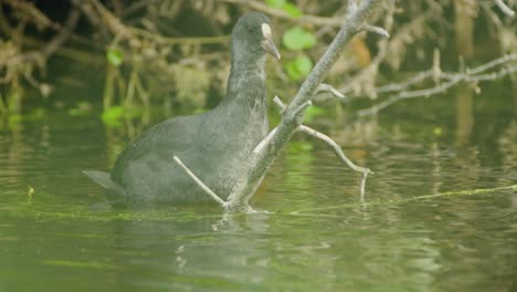 Curious-Young-Coot-in-the-Water-with-Blurred-Elements-in-Foreground