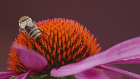 Makroaufnahme-Einer-Fleißigen-Biene,-Die-Auf-Einer-Orangefarbenen-Sonnenhut-Läuft