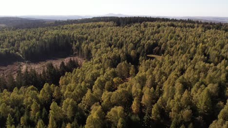 Drone-ascent-at-Thuringian-forest-in-Germany-with-areas-cleared-due-to-bark-beetle