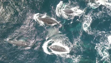 Manadas-De-Ballenas-Nadando-A-Través-Del-Océano-Pacífico-Azul-En-Sydney