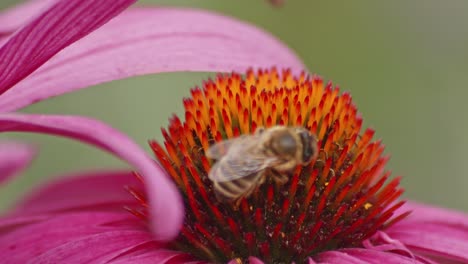 Makroaufnahme-Einer-Honigbiene,-Die-Nektar-Auf-Dem-Kopf-Einer-Sonnenhut-Trinkt