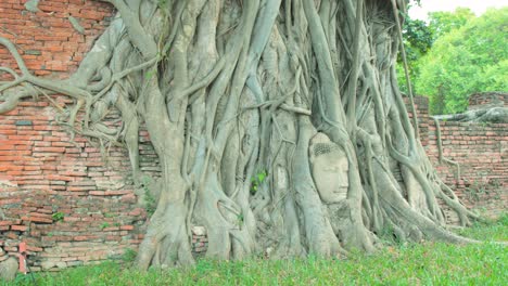 Toma-Panorámica-De-La-Cabeza-De-Una-Estatua-Budista-Tailandesa-Entrelazada-Con-Raíces-En-Los-Terrenos-Del-Templo-Histórico-De-Ayutthaya,-Tailandia