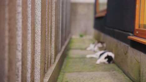 Cats-Relaxing-in-Shrine-in-Japan,-Sleeping-on-Warm-Pave-Stones