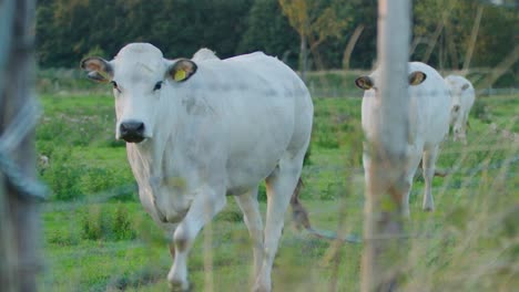 Herd-of-White-Cows-in-a-Field,-Blurred-Fence-in-Foreground-SLOMO