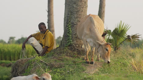 Village-man-feeding-grass-to-his-cows-at-a-paddy-field