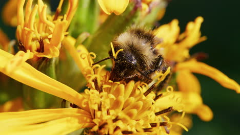 Bumblebee-feeding-on-a-flower-and-pollinating,-macro-close-up
