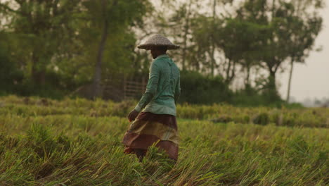Bangladeshi-Farmer-with-sunhat-on-walking-in-a-paddy-field