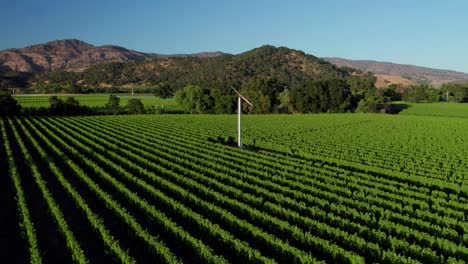 Aerial-pan-of-green-vineyard-showing-the-brown-mountains-and-vineyard-fan-in-the-Napa-Valley