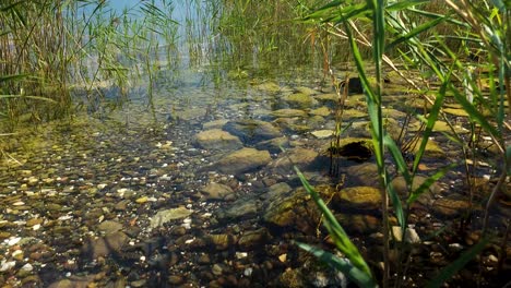Wilde-Riffe-Am-Ufer-Des-Ohridsees,-Seichtes,-Sauberes-Wasser-Und-Bunte-Kieselsteine,-Wunderschöne-Ruhige-Natur-Im-Sommer