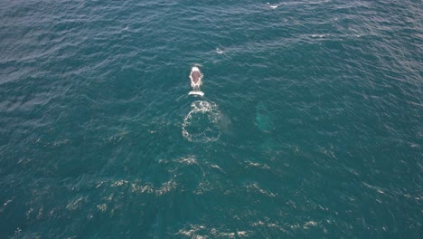 Humpback-Whale-Surfacing-And-Breathing-Air---aerial-shot