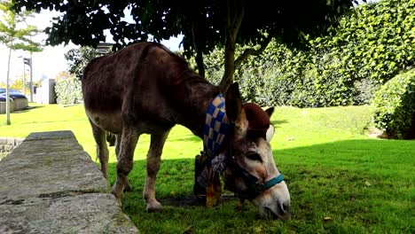 Full-shot-of-donkey-grazing-grass-tied-to-a-tree-with-a-scarf