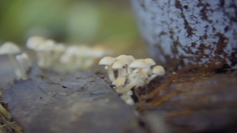 Slow-panning-shot-of-small-white-mushrooms-growing-from-a-fallen-tree-trunk