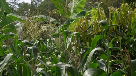 Corn-stalks-with-tassel-in-cultivated-agricultural-field,-growing-organic-maize-crops