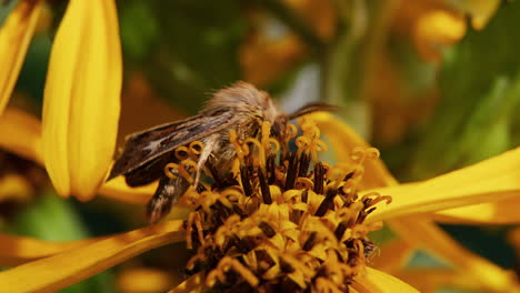 A-moth-feeding-on-a-flower-and-pollinating,-macro-close-up