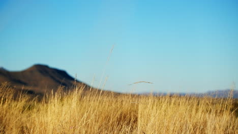 Low-angle-view-of-yellow-dry-long-grasses-swaying-in-breeze-on-Karoo-farm