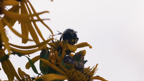 Bumblebee-feeding-on-a-flower-and-pollinating,-macro-close-up-silhouette