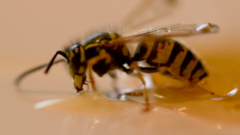 Honeybee-trapped-in-honey-drop-trying-to-entangle,close-up