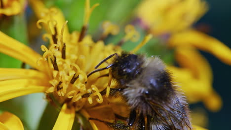 Bumblebee-feeding-on-a-flower-and-pollinating,-macro-close-up